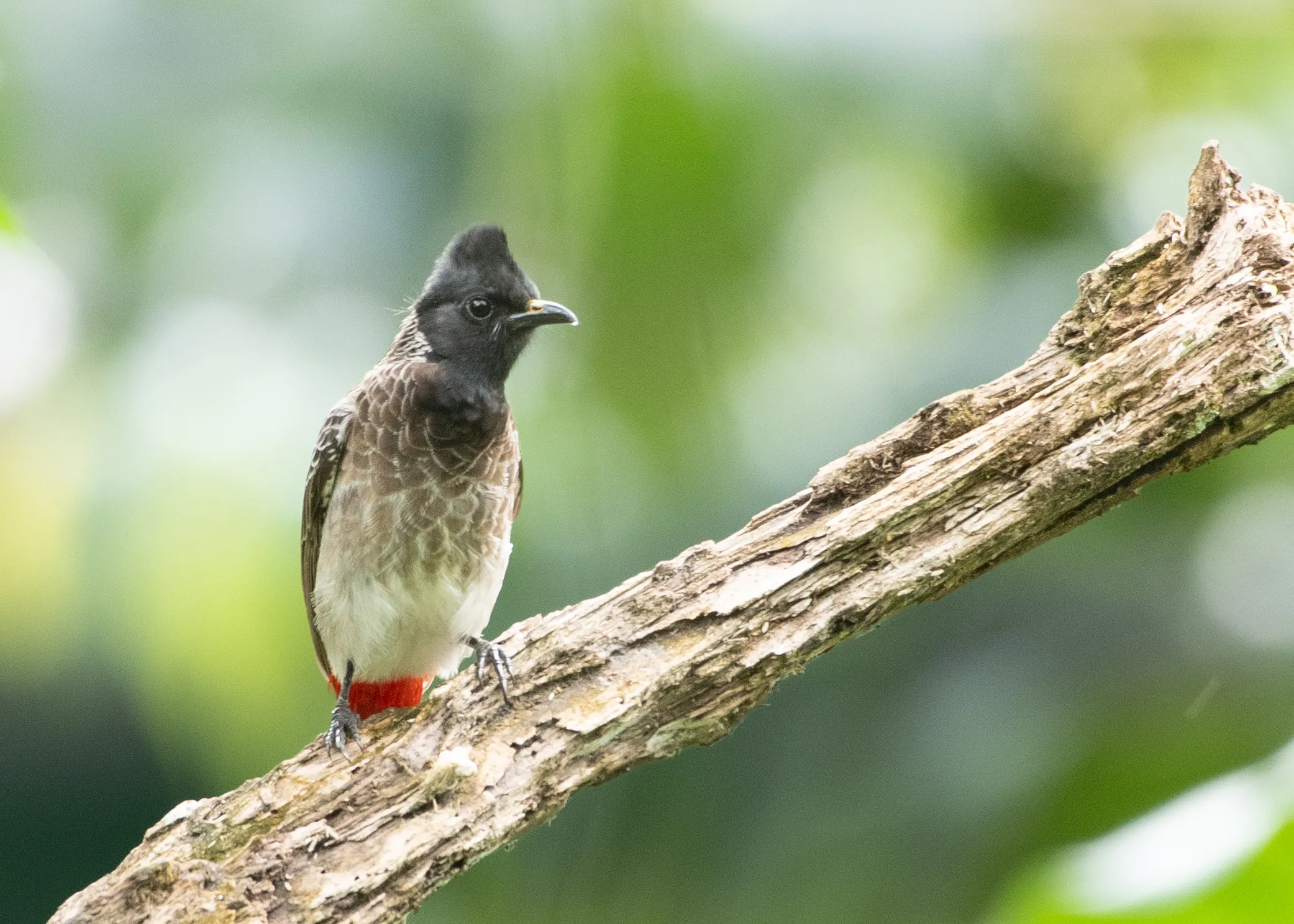 Red-vented bulbul